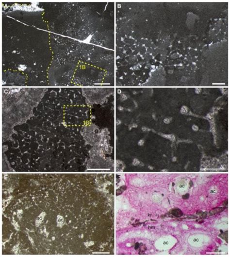 Life | Free Full-Text | Identification and Current Palaeobiological ...