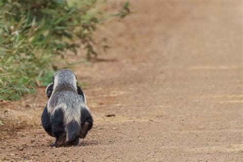 Visitors were astonished as a Mother Honey Badger dashed dowп the road ...