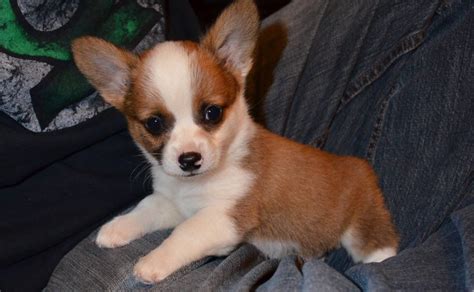 Cheagle, Chiweenie, Chug: 18 Cute Chihuahua Mixes You've Gotta See | The Dog People by Rover.com