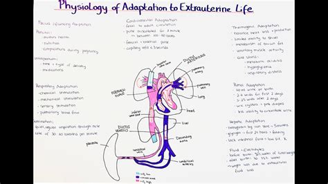 physiological adaptation to extrauterine life + fetal circulation - YouTube