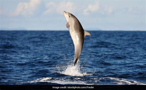 "Chilling Video": Angry Dolphin Attacks Trainer During Show At Miami ...