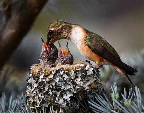 15 Amazing Baby Hummingbird Facts and Pictures - Birds and Blooms