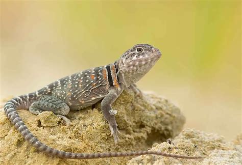 Interesting Information & Facts About Lizard for Children