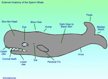 Whale Anatomy & Physiology - Diagram Image Of Whale