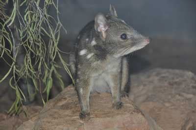 Western quoll - Alice Springs Desert Park