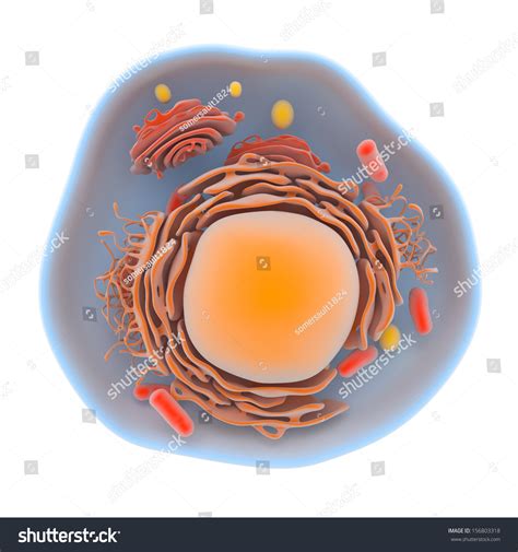 Illustration Showing The Internal Structure Of The Human Cell With The Cytoplasmic Membrane ...