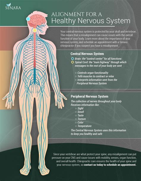 Good information on how keeping your nervous system healthy is very ...