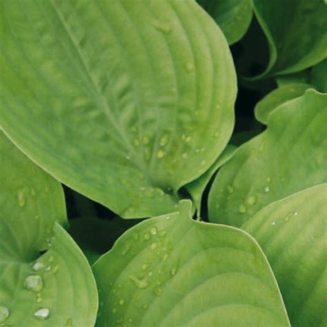 Hosta Sum & Substance - Pickmere Perennials