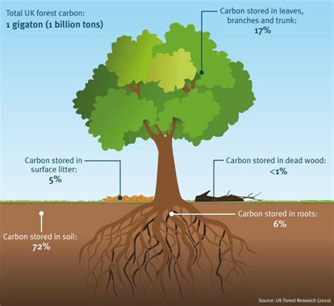 There aren’t enough trees in the world to offset society’s carbon emissions – and there never ...