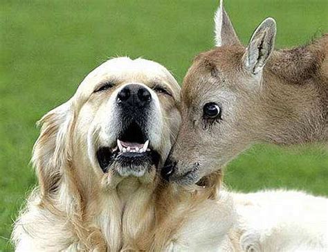 Cute Animals Best Friends