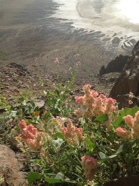 5 Dazzling Desert Flowers of Saudi Arabia - Owlcation