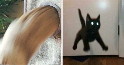 35 Times Cats Were Too Fast For The Camera And It Resulted In These Hilarious Blurry Pics ...