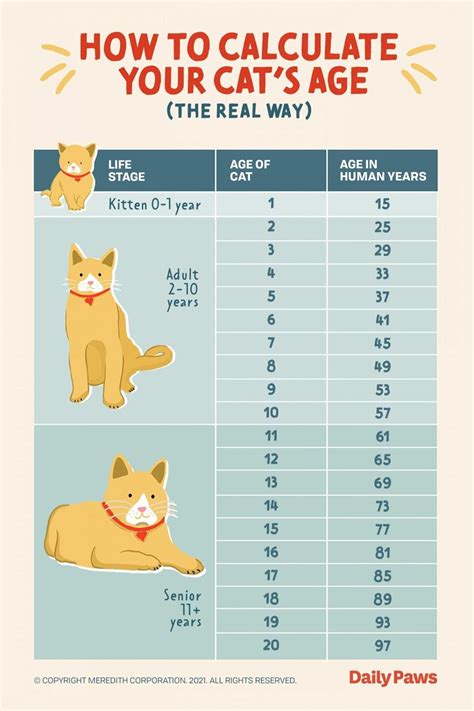 Cat Weights By Age Chart