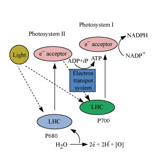 what is z scheme - Biology - Photosynthesis in Higher Plants - 3304820 ...