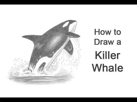 Killer Whale Jumping Drawing