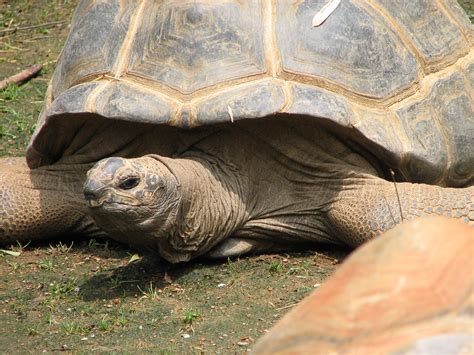 Aldabra | Wiki | Everipedia