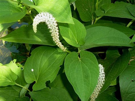 Saururus cernuus (American Swamp Lily, Lizard's Tail, Water-dragon ...