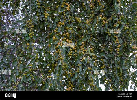 Jujube tree hi-res stock photography and images - Alamy