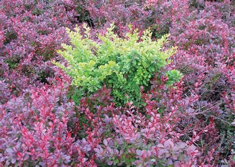 Invasive Japanese Barberry