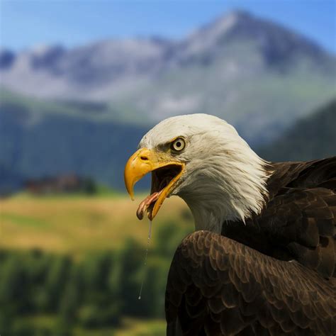 Bald Eagle Close Up iPad Wallpapers Free Download