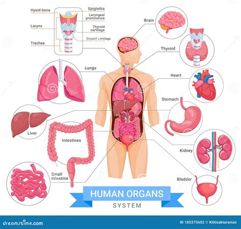 Human Organ System Vector Illustrations Stock Vector - Illustration of ...