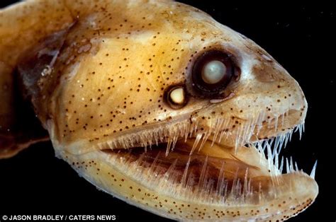 Captured dead or alive: Astonishing pictures of the bizarre creatures that lurk deep beneath the ...