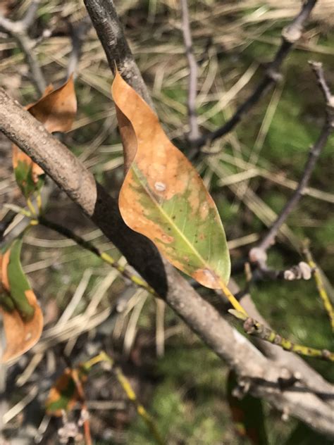 Magnolia leaves turning brown in March-April (Ashtabula County) #392717 - Ask Extension