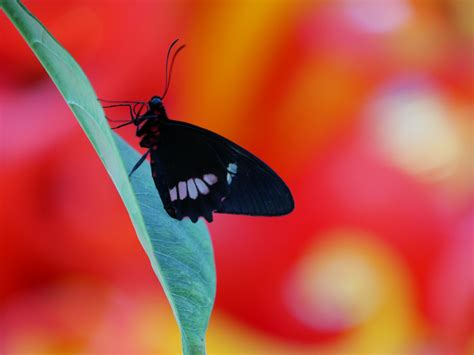 Butterfly Exhibit at the Franklin Park Conservatory and Botanical ...