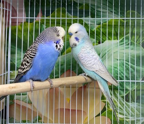 Budgies: All You Need To Know About Your budgies aka budgerigar