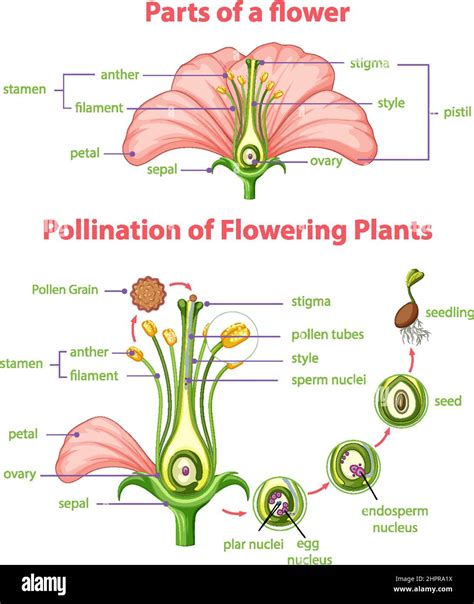 Diagram of pollination of flowering plants illustration Stock Vector Image & Art - Alamy