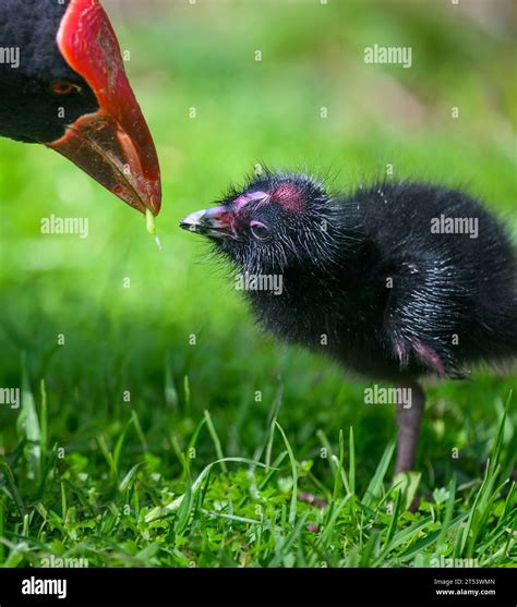 Pukeko bird mother feeding baby Pukeko. Western Springs park, Auckland. Vertical format Stock ...