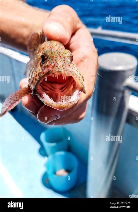 Grouper mouth hi-res stock photography and images - Alamy