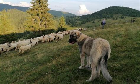 Romanian Carpathian shepherd dog | Photos | WWF