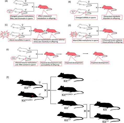 Intergenerational and transgenerational epigenetic inheritance via the... | Download Scientific ...