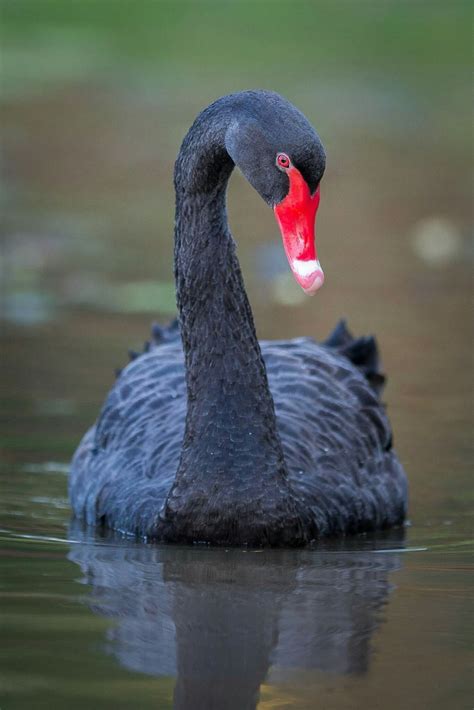 Black Swan #bird #nature #wild #animal #swan #BlackSwan #Canon #1Dx #400mm #Photography # ...