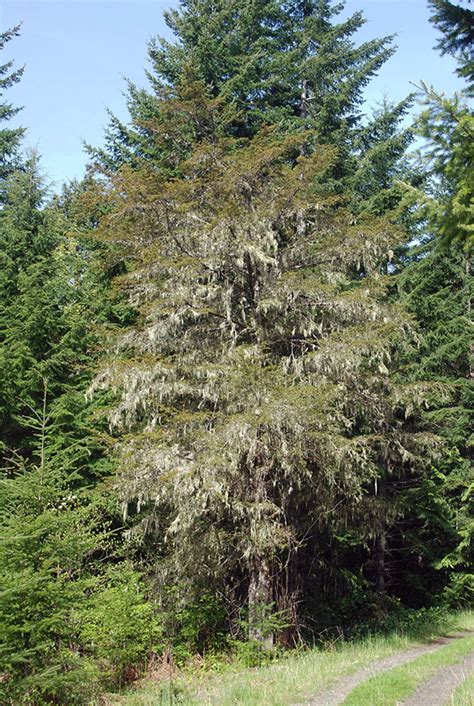 Taxus brevifolia | Landscape Plants | Oregon State University