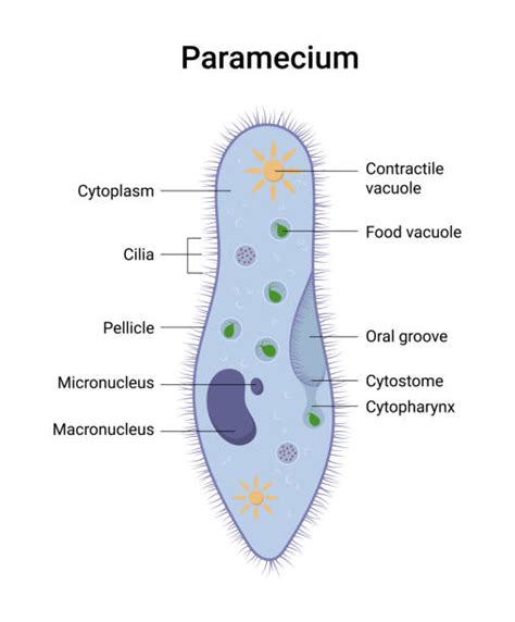 Diagram Of A Paramecium Drawing Stock Photos, Pictures & Royalty-Free ...