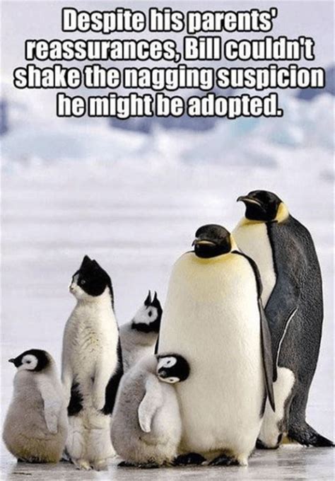 Hilarious Penguin Memes