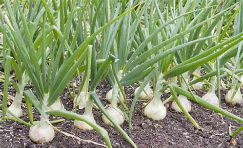 Growing Onions at Home - Planting Onion Sets - Harvesting Onions