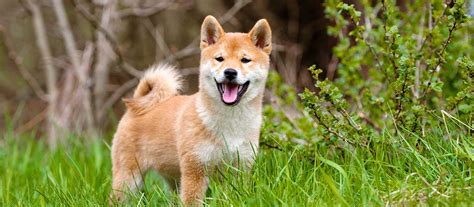 Shiba Inu Breeders Near Me: Find the Perfect Companion for Your Family ...