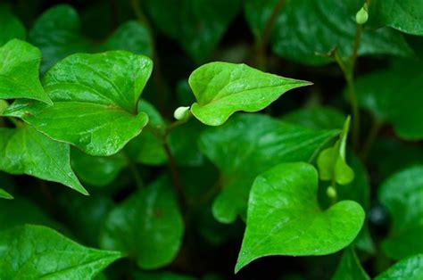 BENEFITS OF HOUTTUYNIA CORDATA (CHAMELEON PLANT)