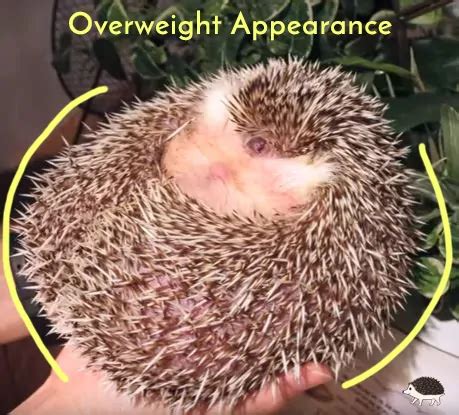 Healthy Hedgehog Weight - Heavenly Hedgies