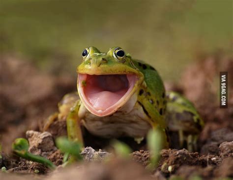 Happy frog is happy - 9GAG