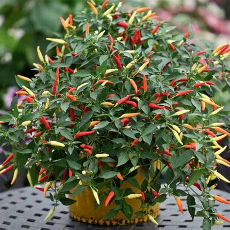 Tabasco Hot Peppers-Organic Seeds- Heirloom Open Pollinated,Non GMO ...