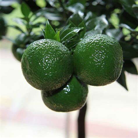 Chinotto Tree Gift | Send a Unique Campari Tree | Citrus Myrtifolia ...