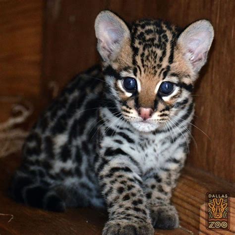 Dallas Zoo Announces Birth Of A Baby Ocelot | KERA News