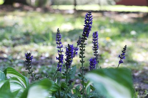 How to Care For Black and Blue Salvia | Hunker | Salvia, Salvia plants, Flower bed designs