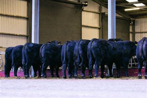 Unique opportunity to acquire top pedigree cattle genetics from Gill ...