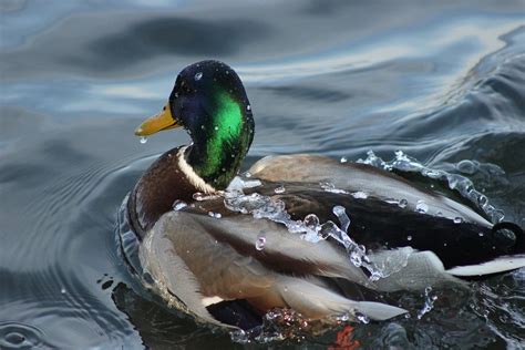 Drake Duck Animal Water · Free photo on Pixabay