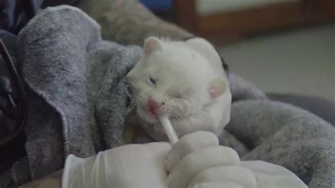 Rare albino jaguarundi cub rescued in Colombia